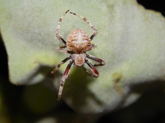 Pararaneus cyrtoscapus