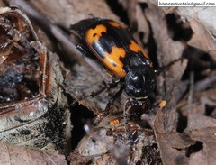 Nicrophorus nepalensis
