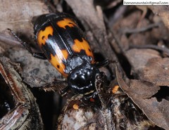 Nicrophorus nepalensis