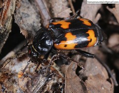Nicrophorus nepalensis