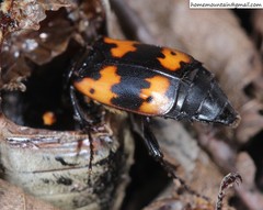 Nicrophorus nepalensis