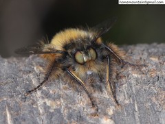 Grypoctonus