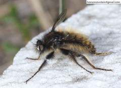 Grypoctonus