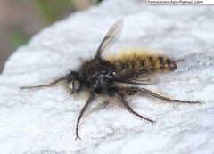 Grypoctonus