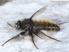 Grypoctonus