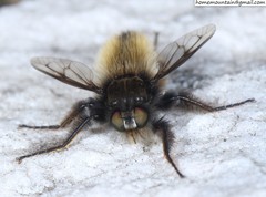 Grypoctonus