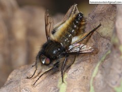 Grypoctonus