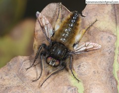 Grypoctonus