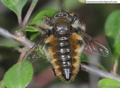 Grypoctonus