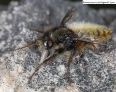 Grypoctonus