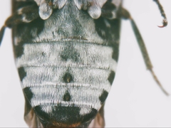 Dermestes undulatus