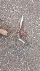 Dendroaspis polylepis