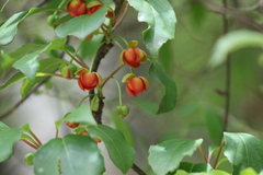 Schisandra sphenanthera