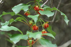 Schisandra sphenanthera