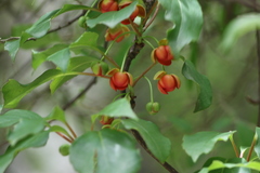 Schisandra sphenanthera