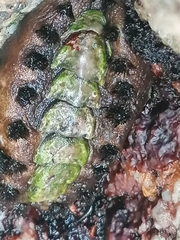 Acanthochitona garnoti