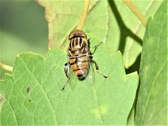Eristalinus barclayi