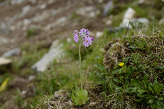 Primula gemmifera