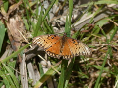 Dione vanillae