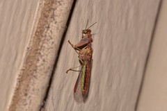 Campion tenuistrigus