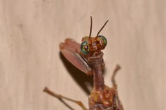 Campion tenuistrigus