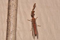 Campion tenuistrigus