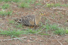 Pterocles bicinctus multicolor