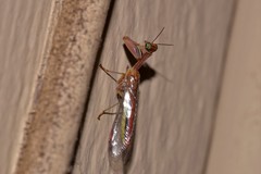 Campion tenuistrigus