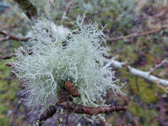 Usnea subgracilis