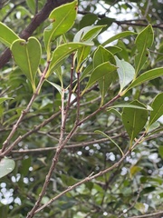 Syzygium hancei