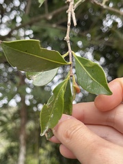 Syzygium hancei