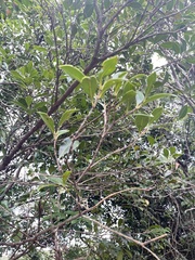 Syzygium hancei