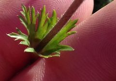 Anemone coronaria