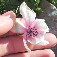 Anemone coronaria