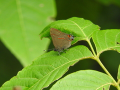 Electrostrymon guzanta