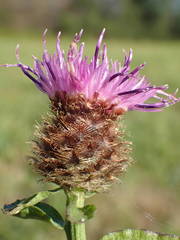 Centaurea decipiens