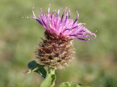 Centaurea decipiens