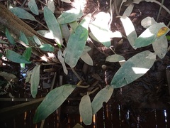 Cryptocoryne ciliata