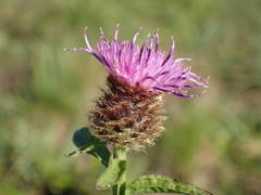 Centaurea decipiens