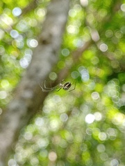Leucauge argentina