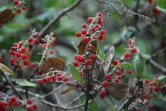 Comarostaphylis