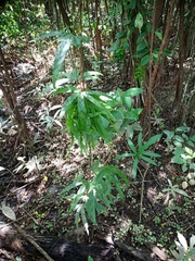 Lygodium circinnatum