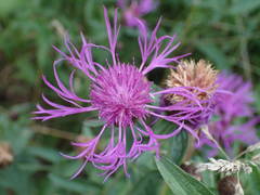 Centaurea decipiens