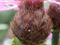 Centaurea decipiens