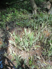 Cryptocoryne ciliata
