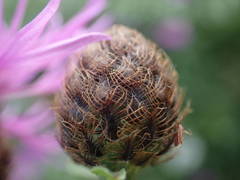 Centaurea decipiens