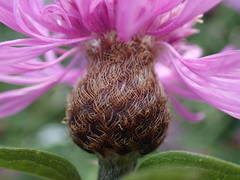 Centaurea decipiens