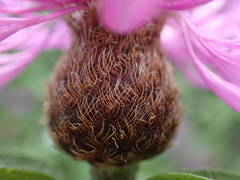 Centaurea decipiens