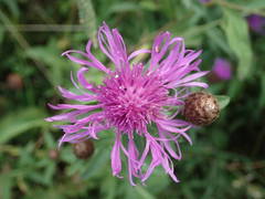 Centaurea decipiens