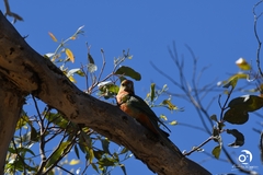 Platycercus icterotis icterotis